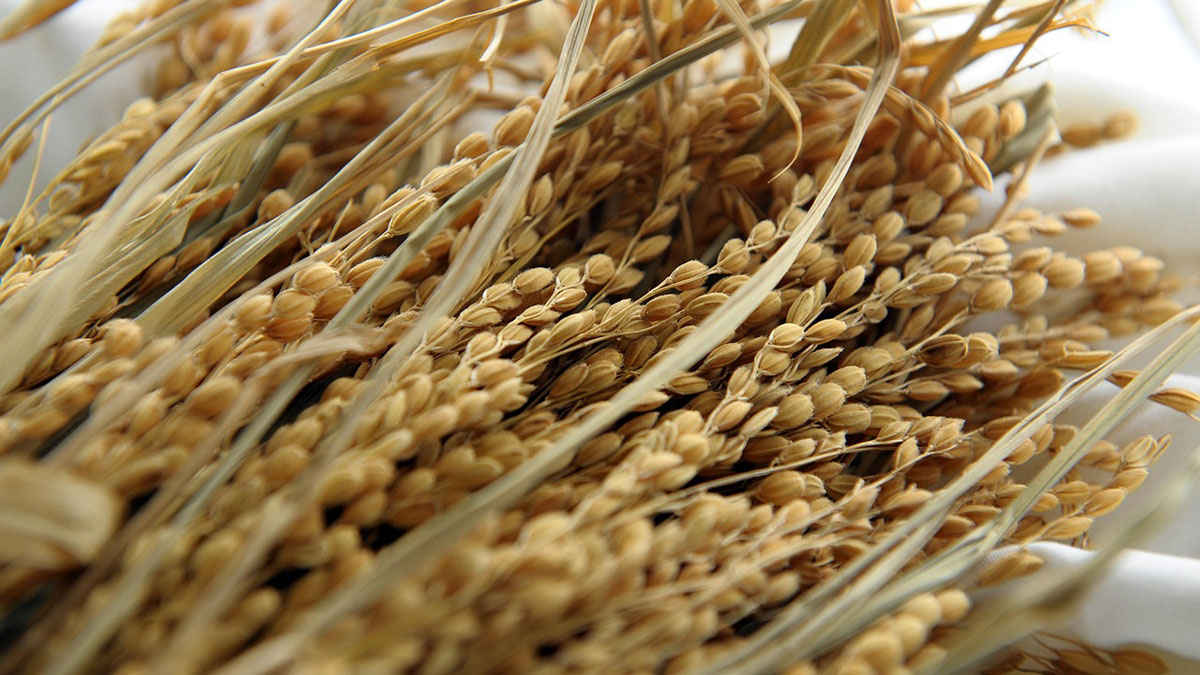 Argentina’s Tariff Volatility and Soybean Trade Strain with China Pose Risks to 2025 Grain Market