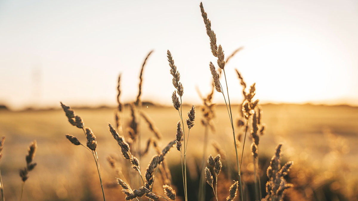 BASF's Agricultural Solutions Set for Frankfurt Listing as European Company, Marking Key Step Toward 2027 Independence